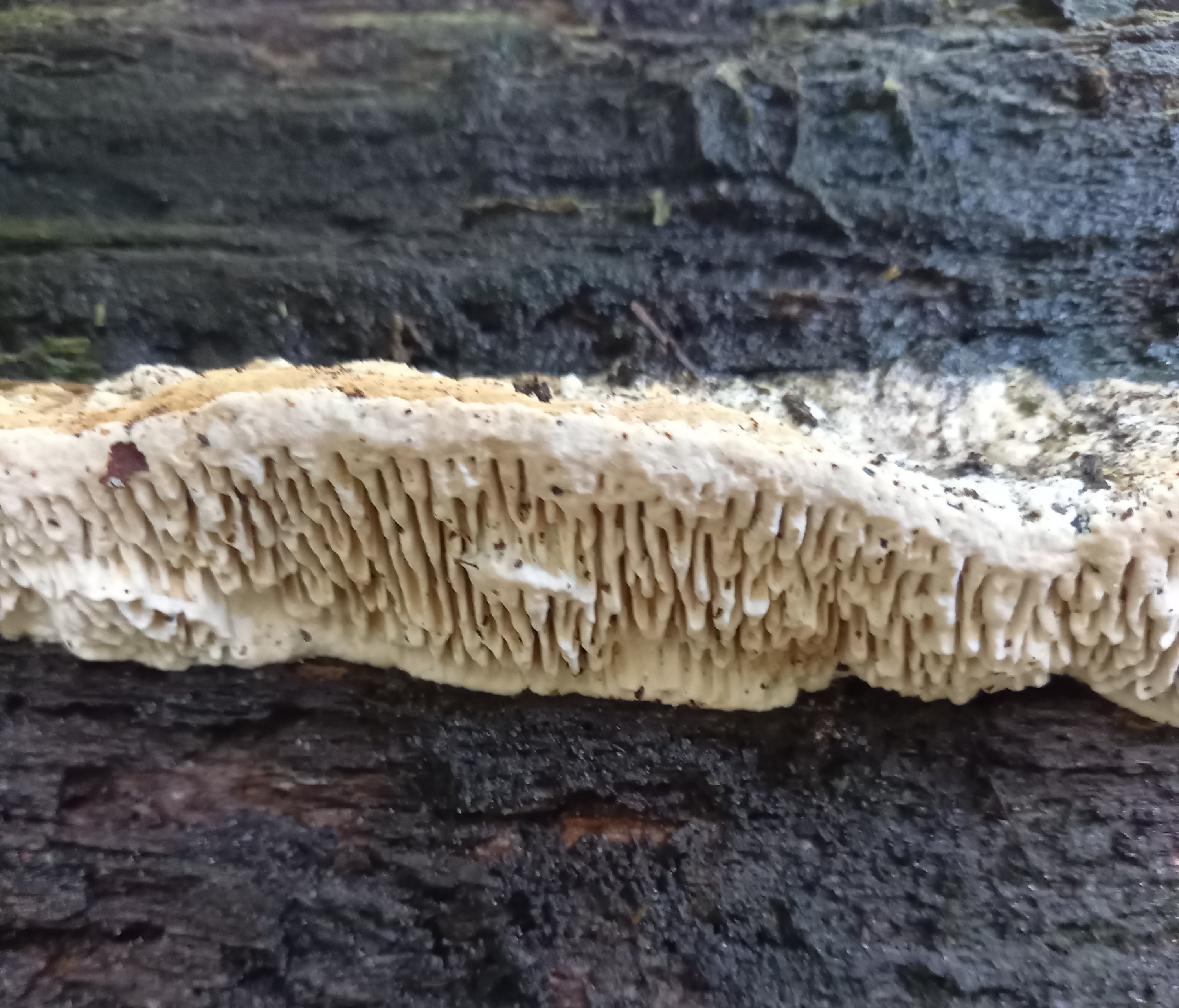 Welke paddestoel is dit