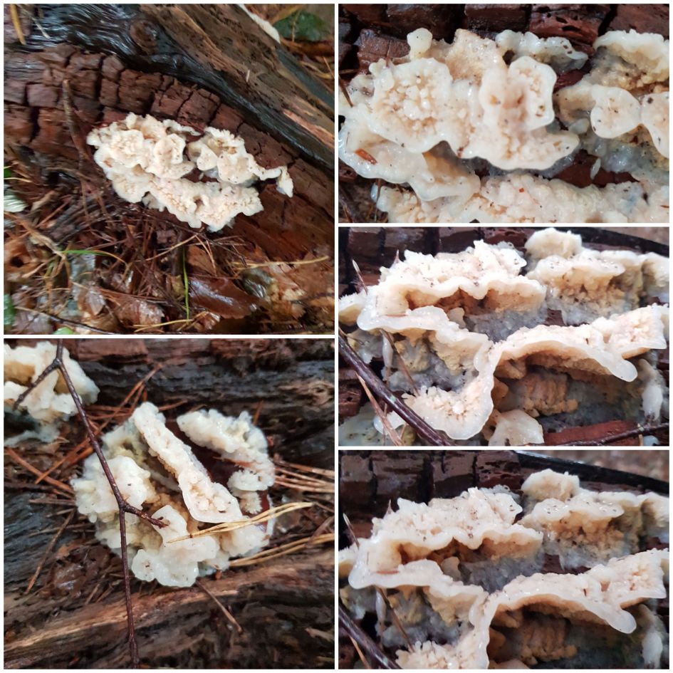 Wat voor zwam/Paddestoel is dit?