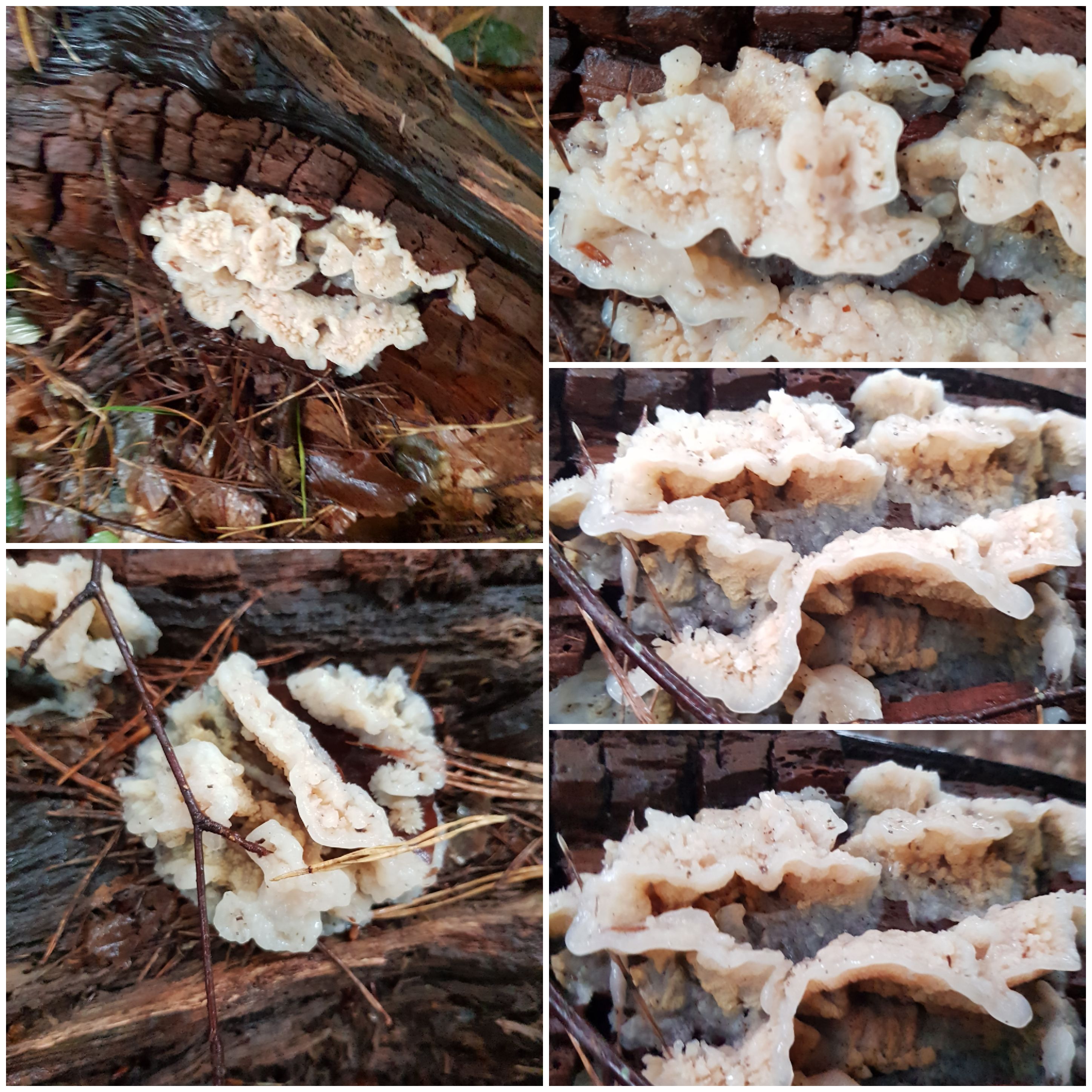 Wat voor zwam/Paddestoel is dit?