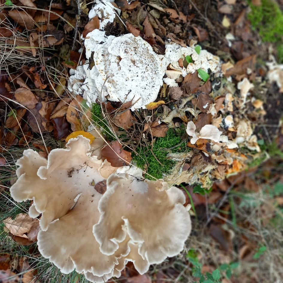 Welke paddestoel is dit