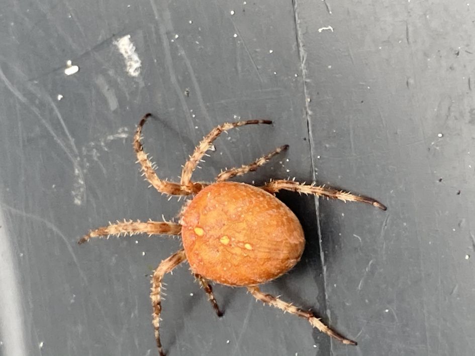 Wat is dit voor spin?