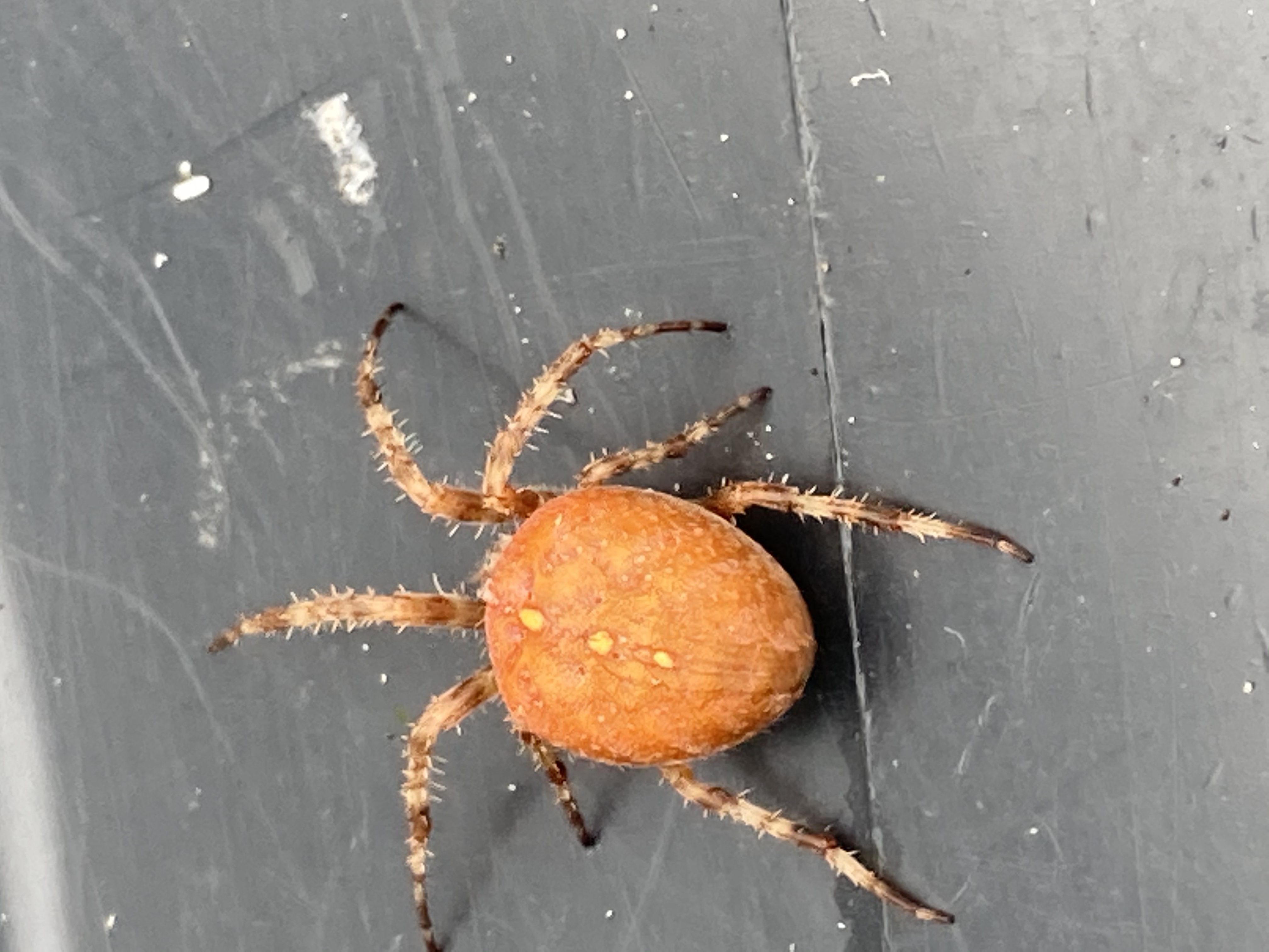 Wat is dit voor spin?