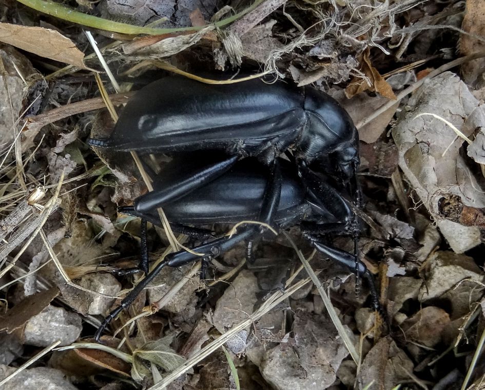 Welke kevers zijn dit?