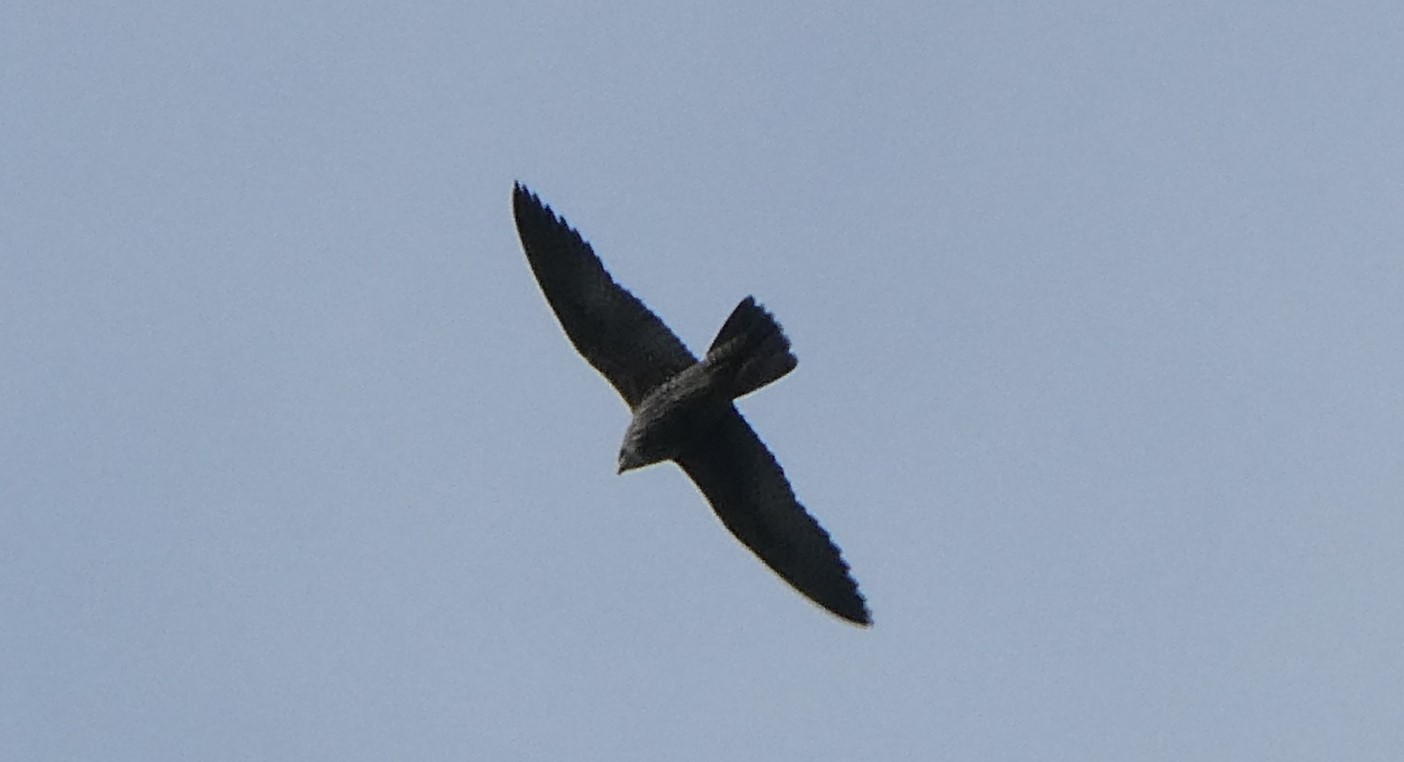 Welke roofvogel is dit?