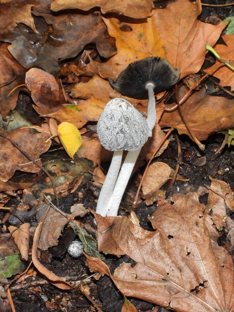 Welke paddestoel is dit