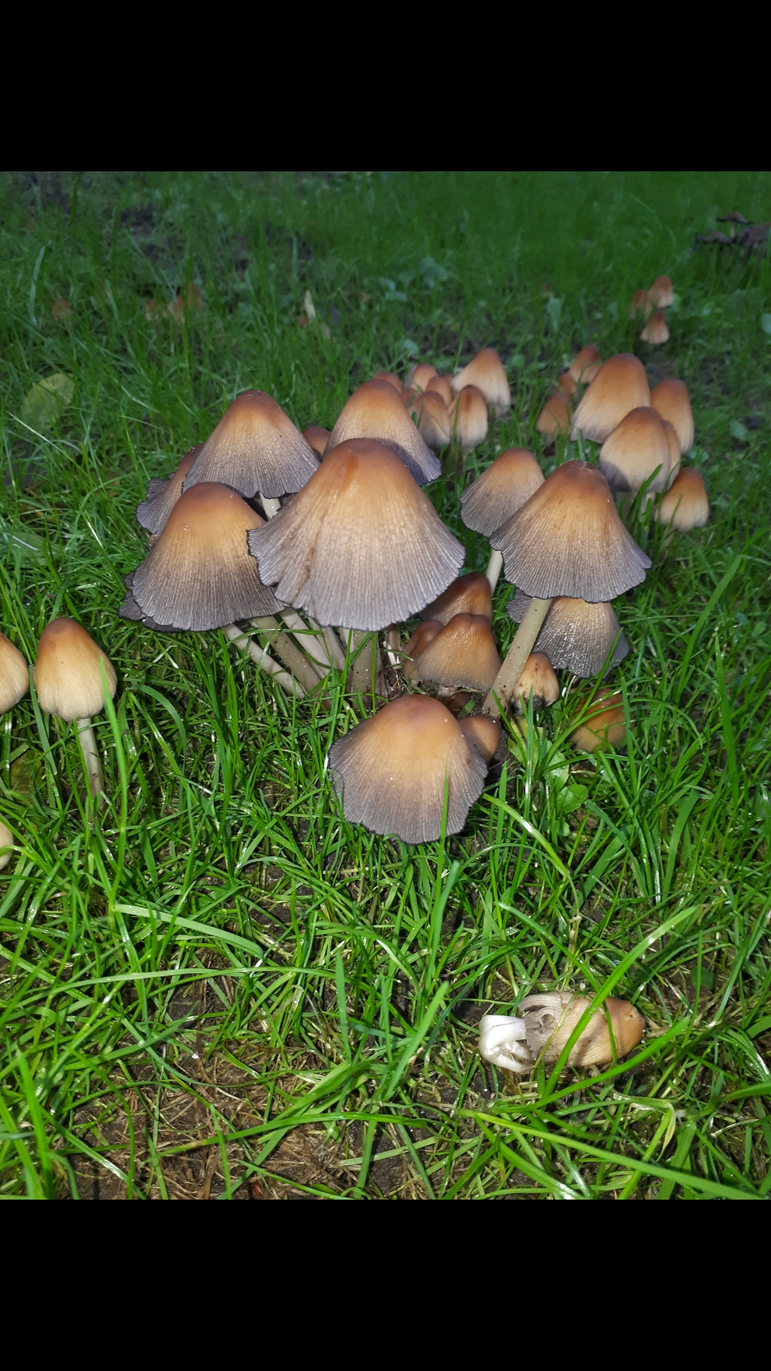 Hoe heet deze soort paddenstoel?