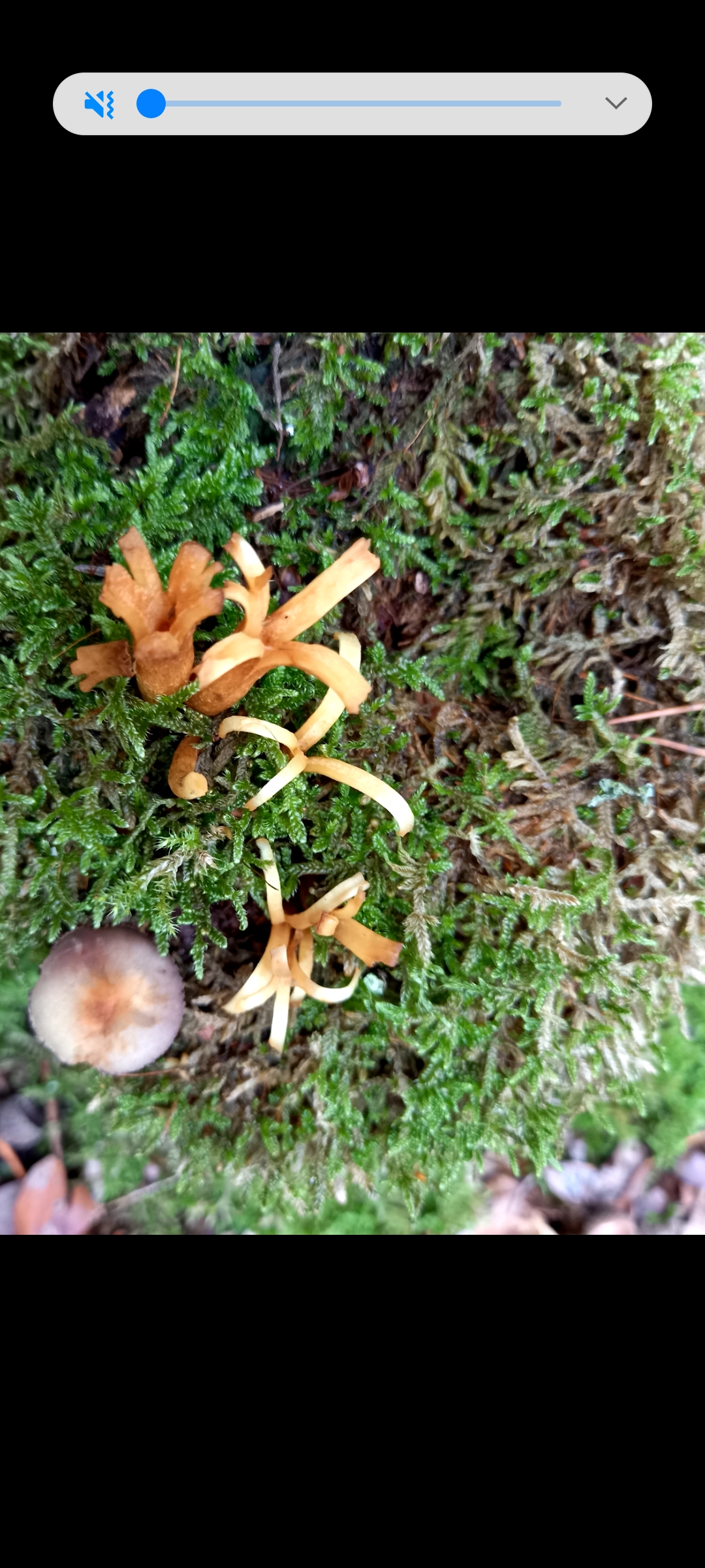 Welke paddestoel is dit