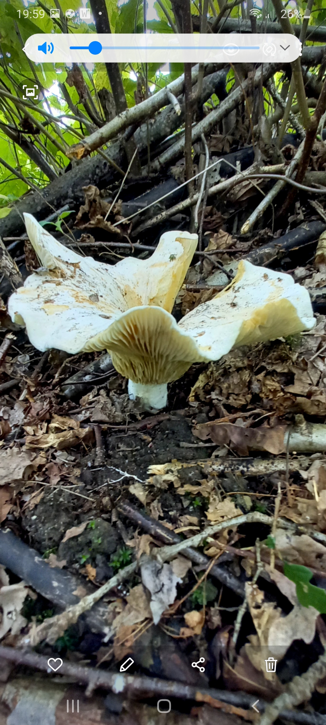 Welke paddestoel is dit