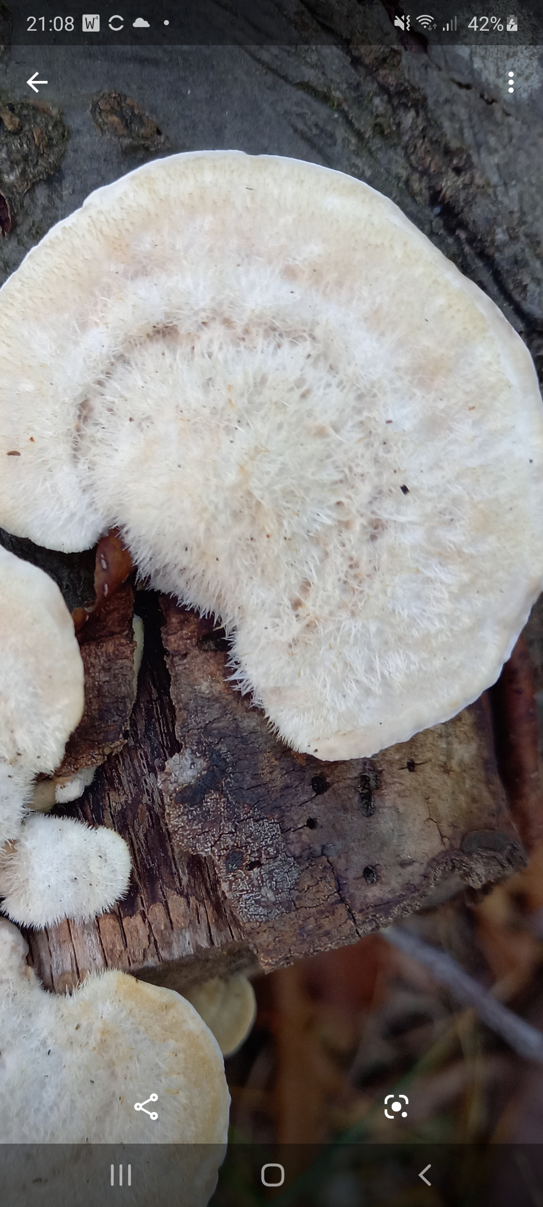 Welke paddestoel is dit