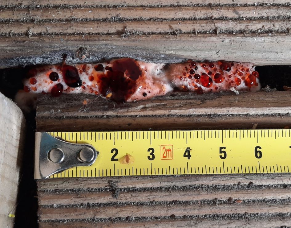 Wat voor soort kan dit zijn