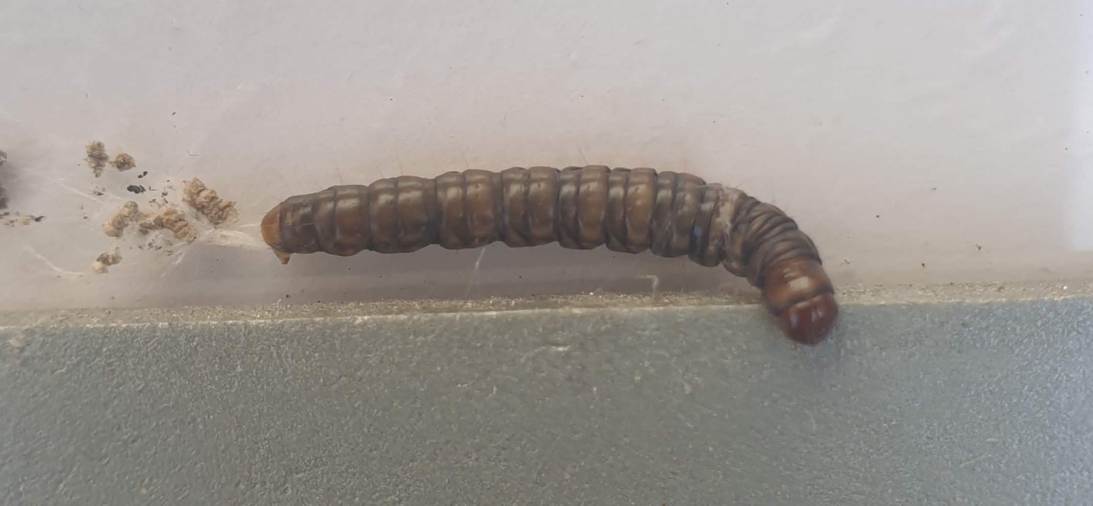 Onbekende rups in huis