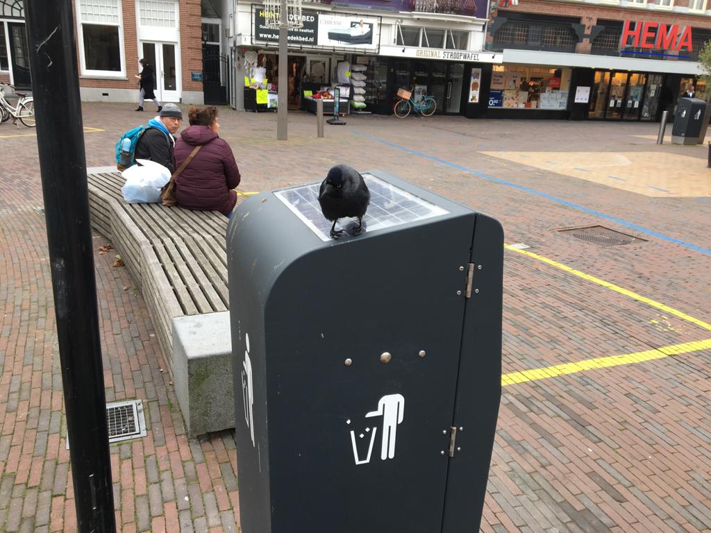 Kauw met kromme pootjes