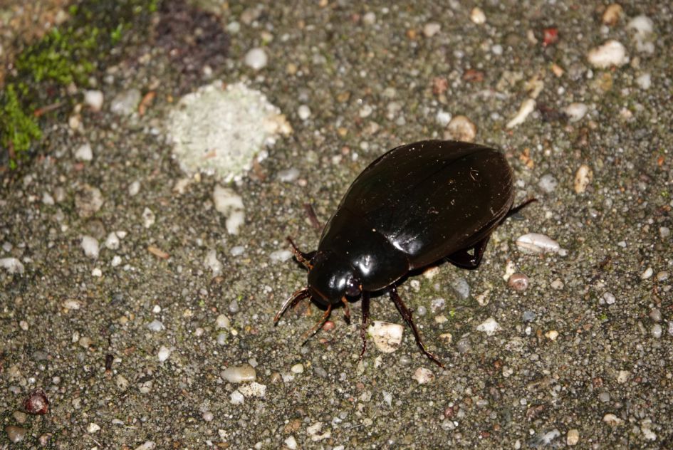 Grote spinnende watertor?