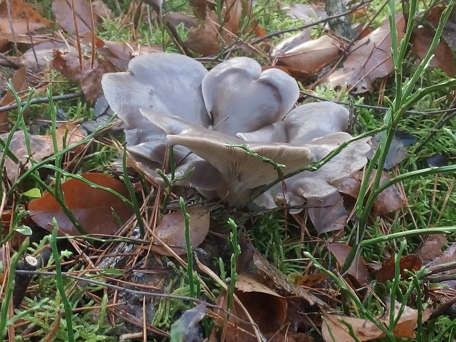 wie herkent deze erg mooie paddenstoel?