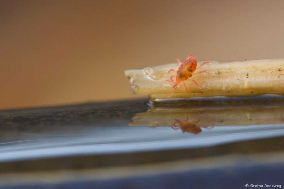 Wat voor insect is dit?