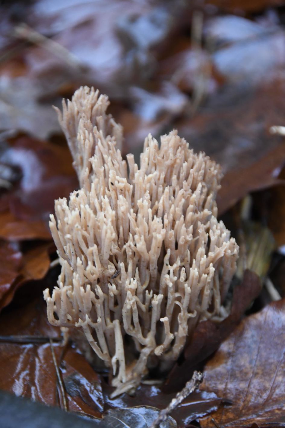 Welke paddestoel is dit?