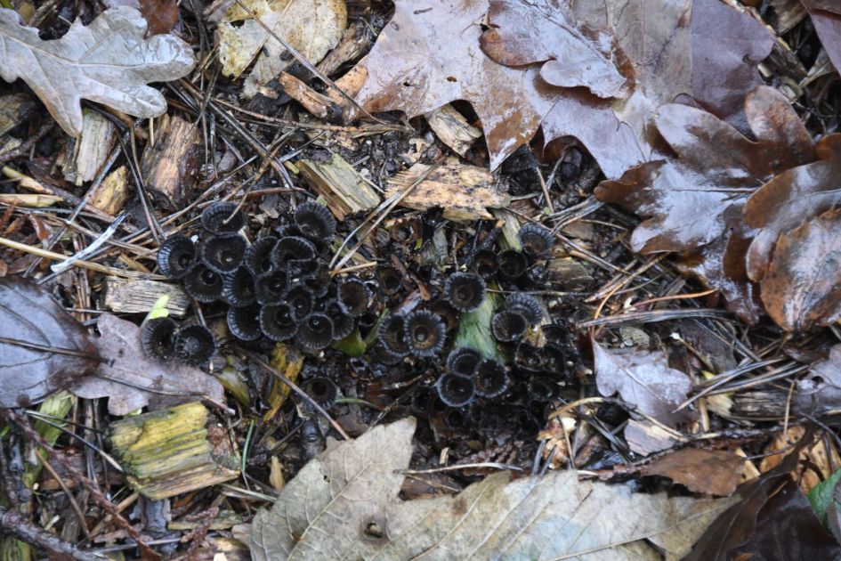 Welke paddestoel is dit?