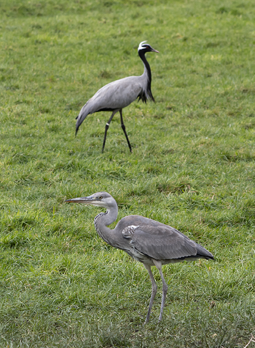 Kraanvogels in Noord-Holland?