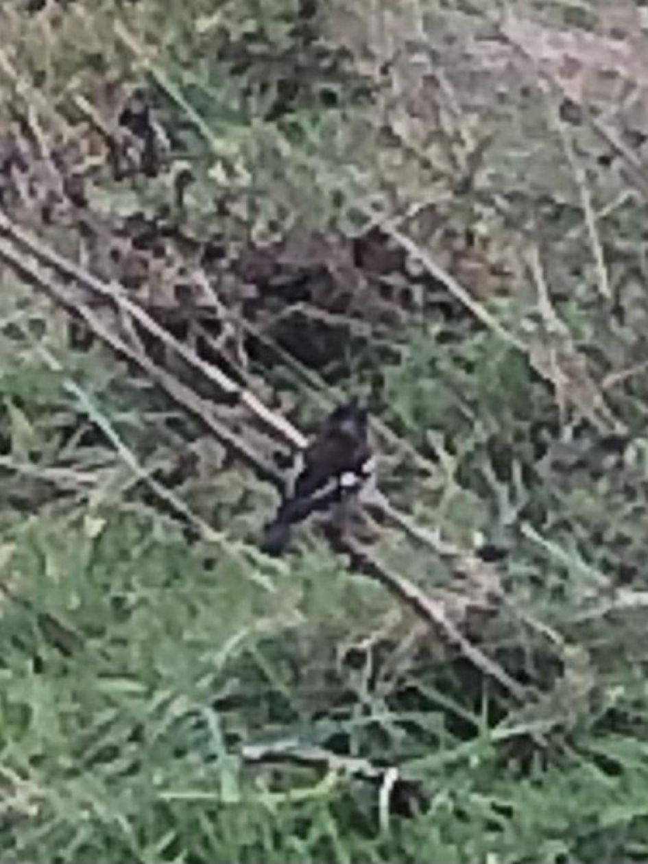 Welke vogel zou dit kunnen zijn?