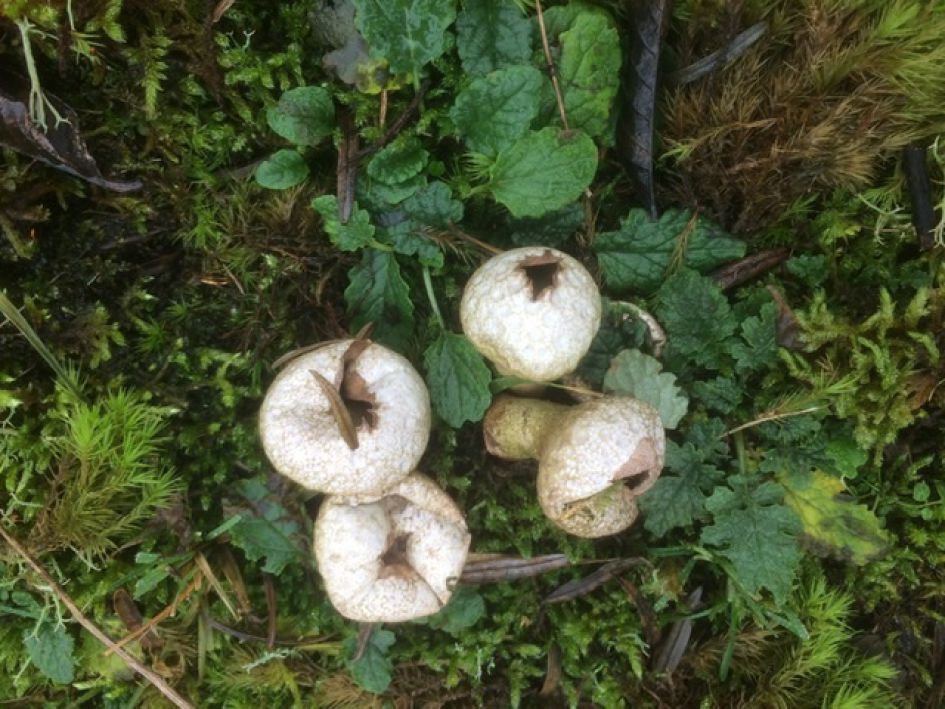 Welke paddestoelen zijn dit?