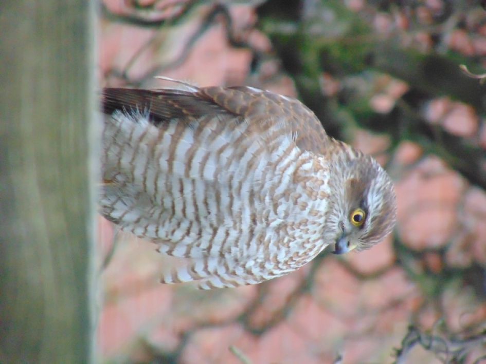 welke vogel is dit ?