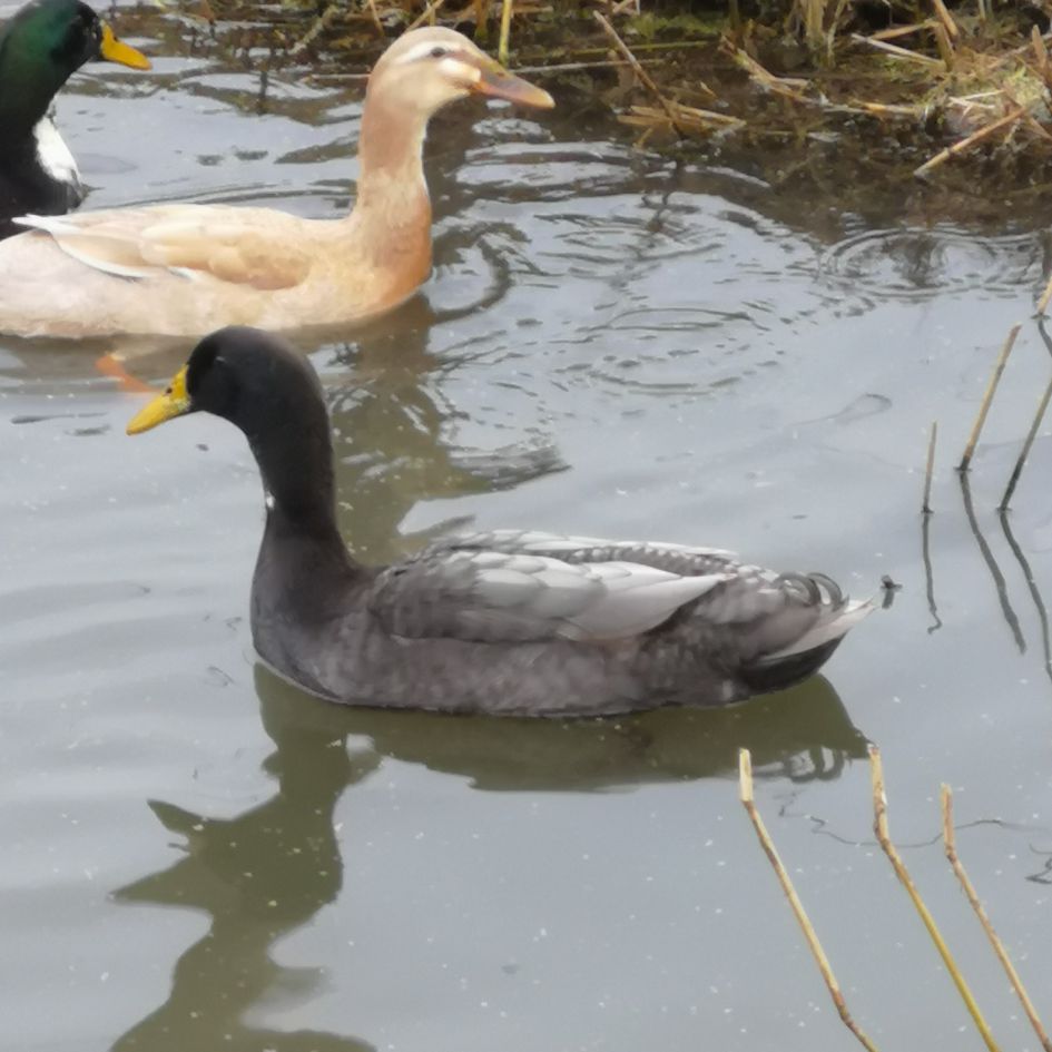 Wat is dit voor eend?