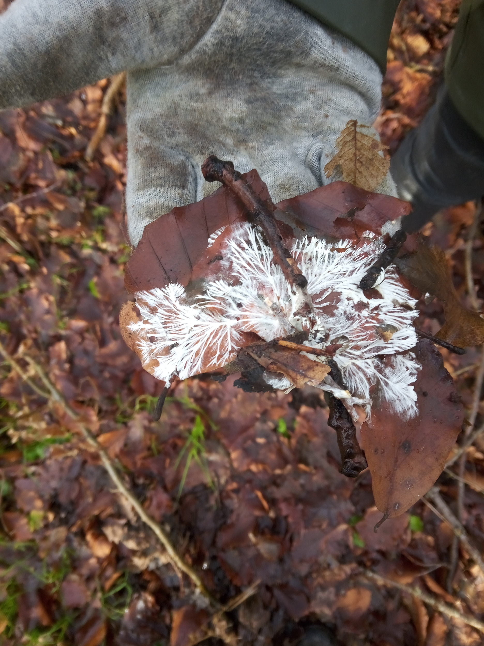 schimmel onder blad.