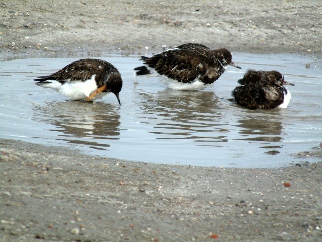 Hoe heten deze vogeltjes ?