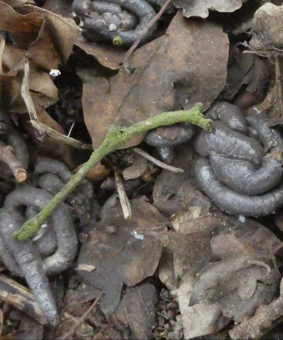 Van wie komt de poep?