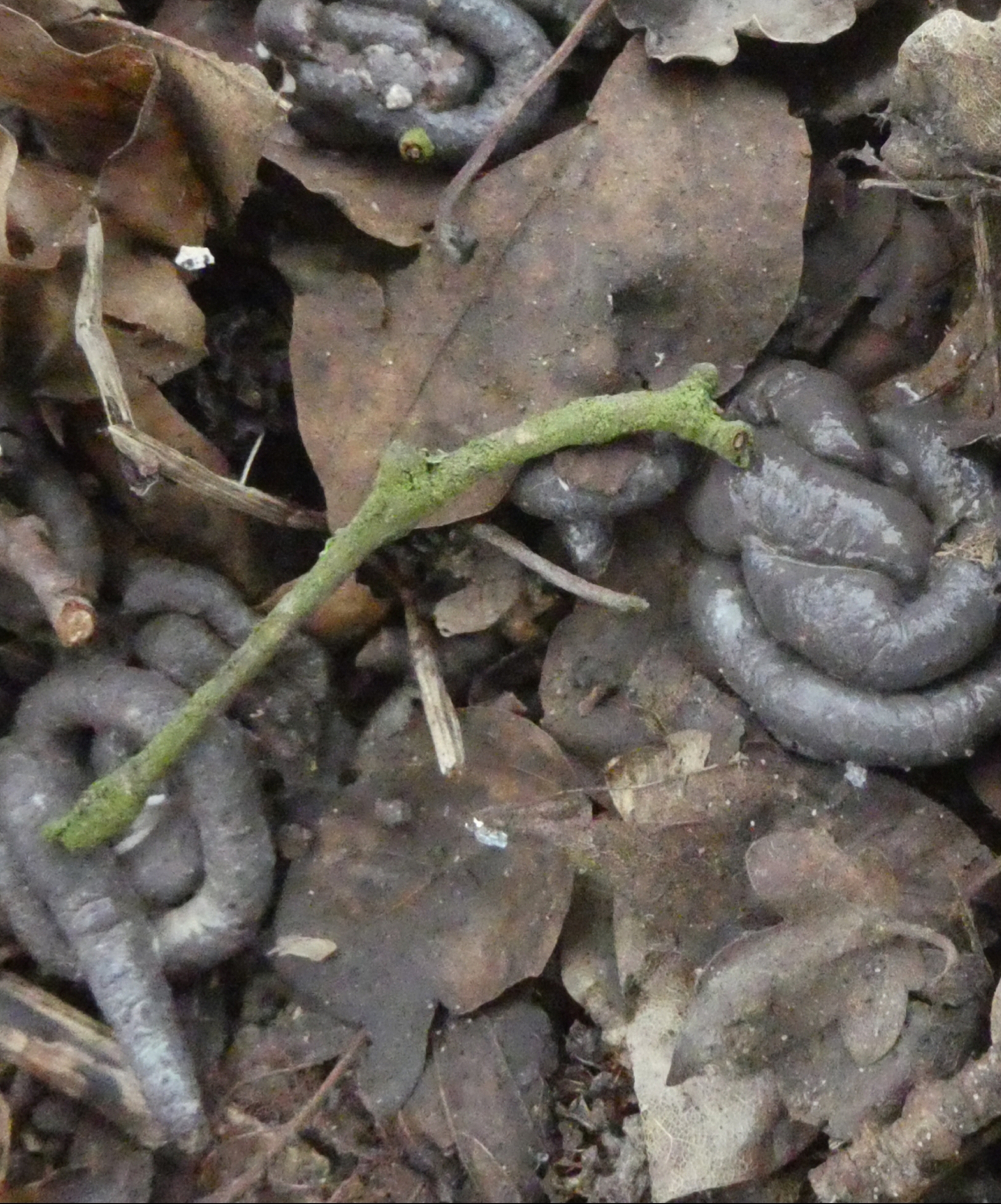 Van wie komt de poep?