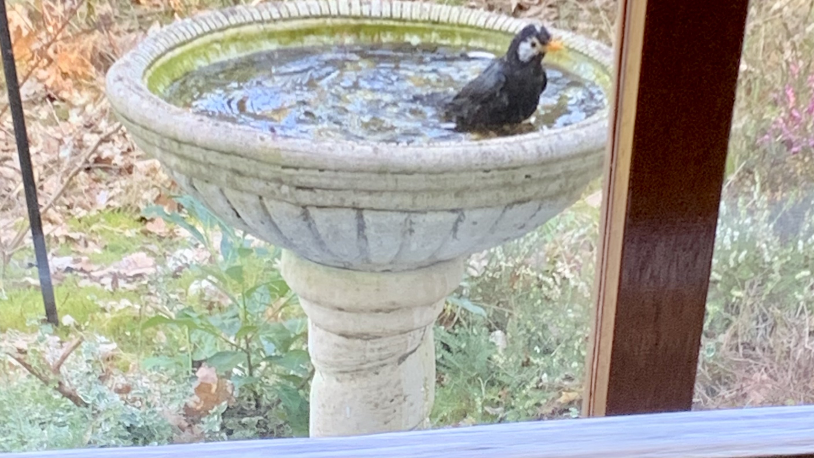 Hoe heet deze vogel?