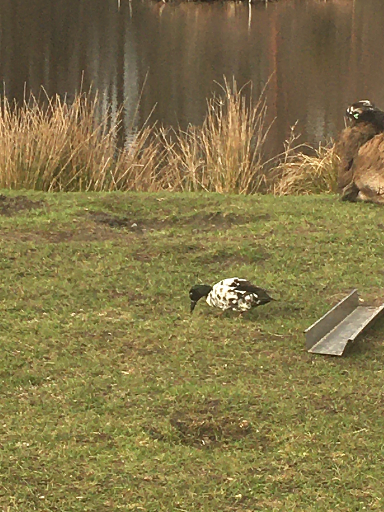 Wat voor eend/gans soort is dit?