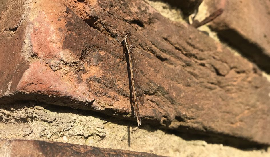 Eerste juffer in de tuin