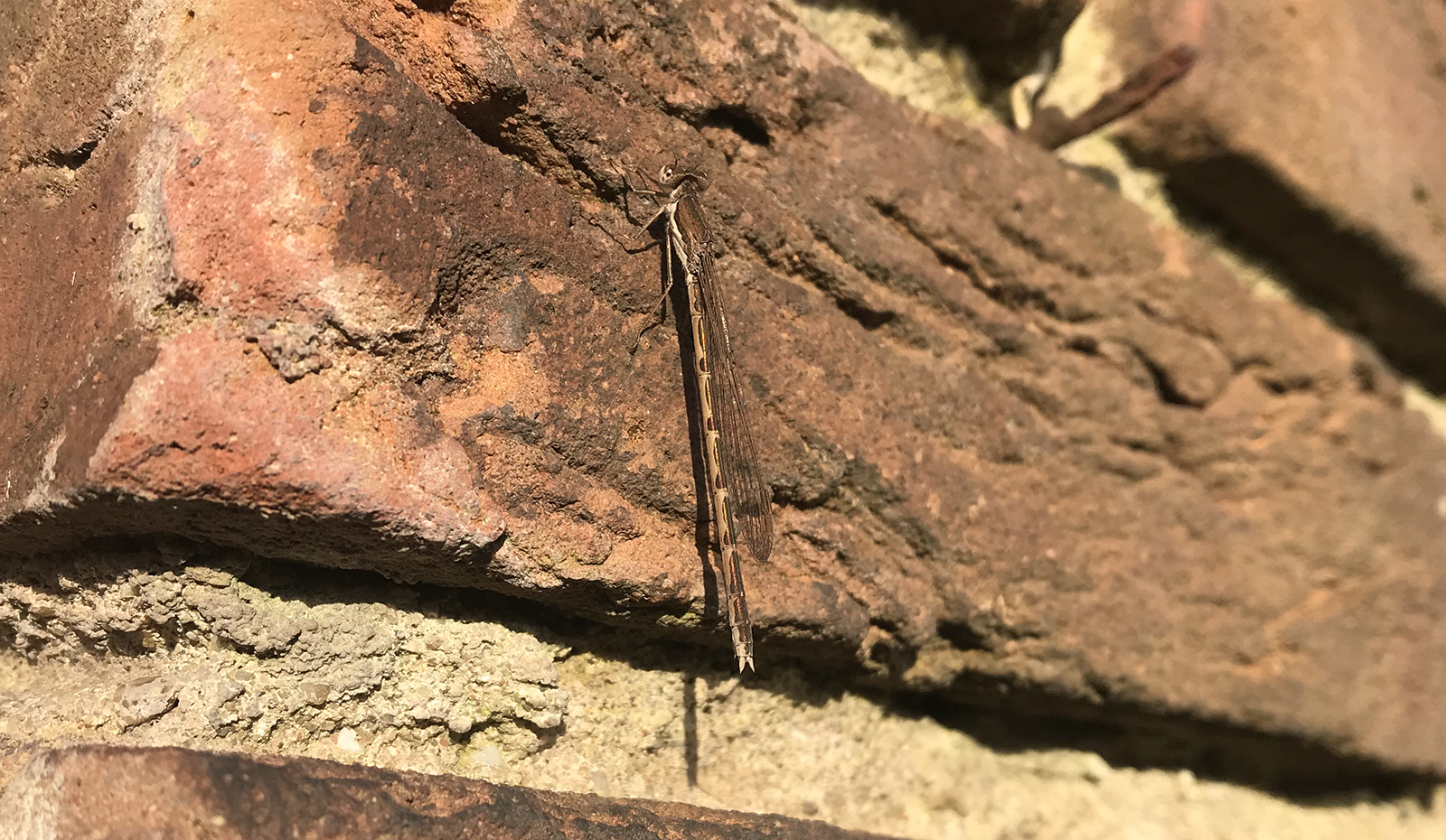 Eerste juffer in de tuin