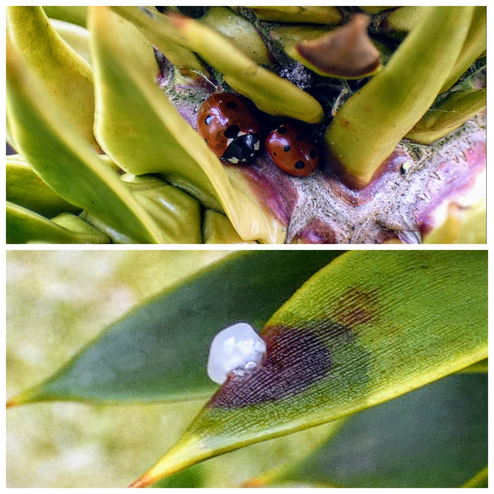 Wat is dit voor eitje