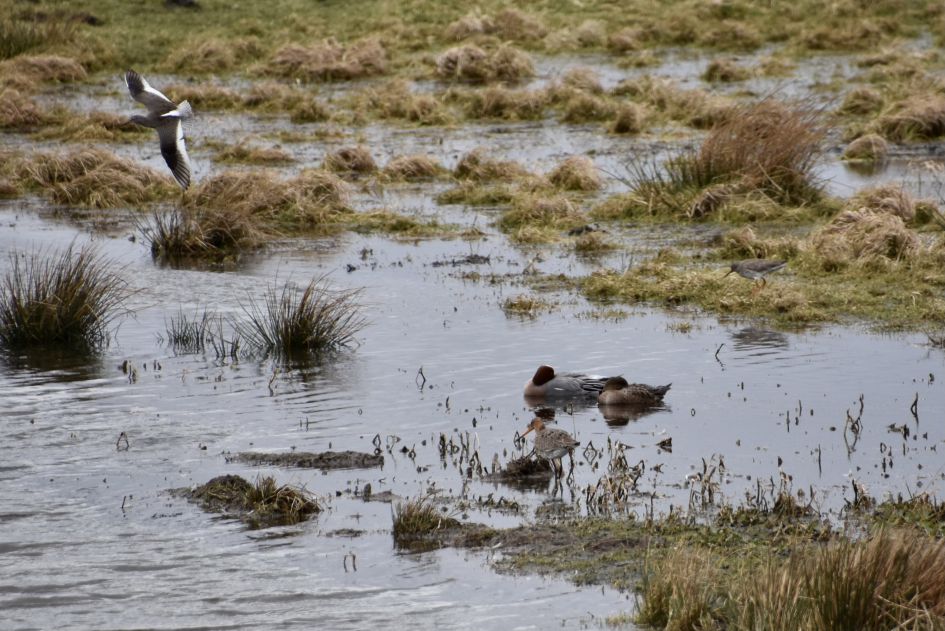 Ik kan de vliegende vogel niet thuisbrengen?