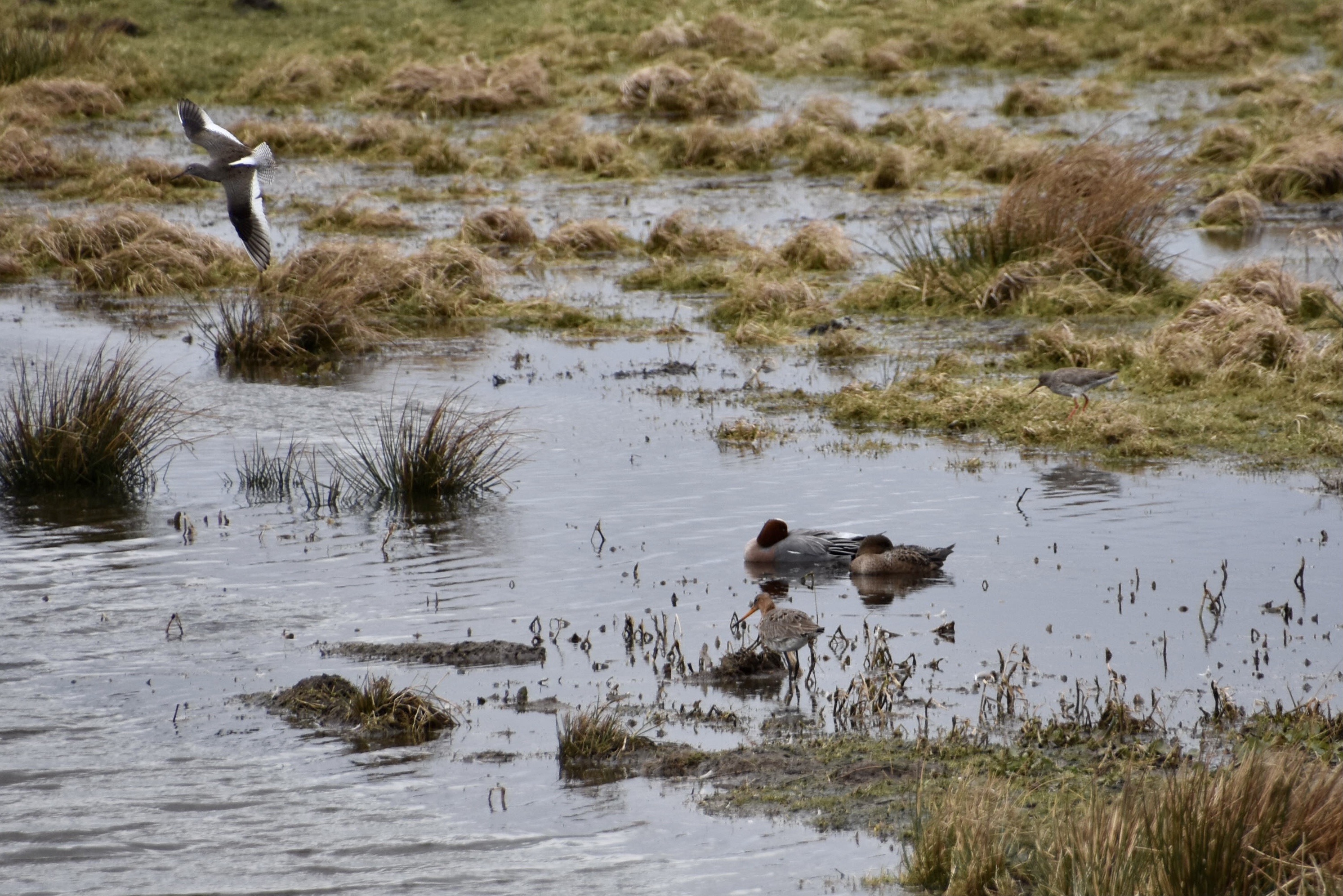Ik kan de vliegende vogel niet thuisbrengen?