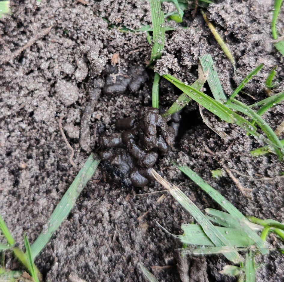 Weet iemand van welk dier dit is?