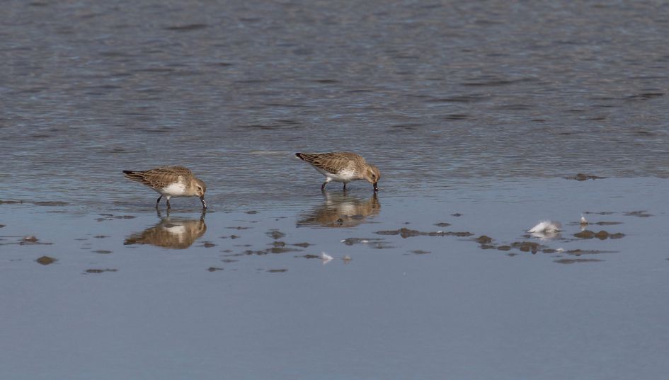Naam van deze vogels.