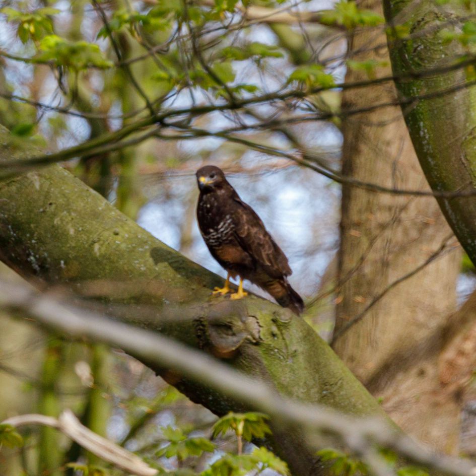 Roofvogel in Haagse Bos