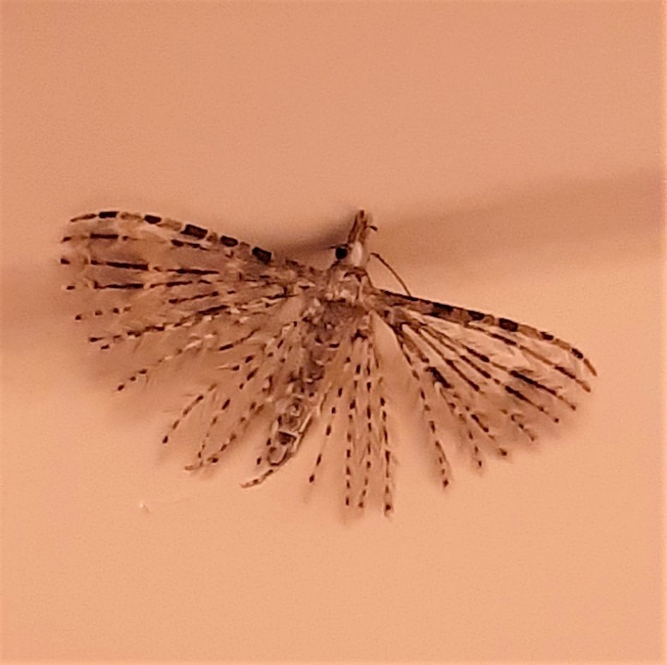 Heeft dit tere wezen een naam ??