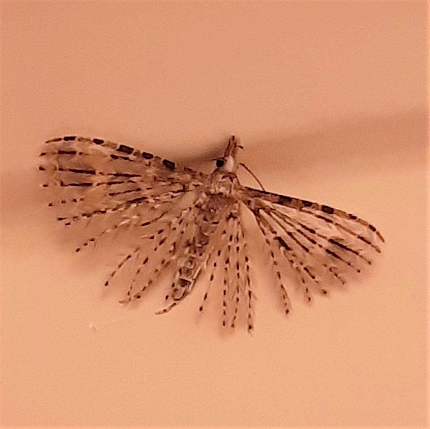 Heeft dit tere wezen een naam ??