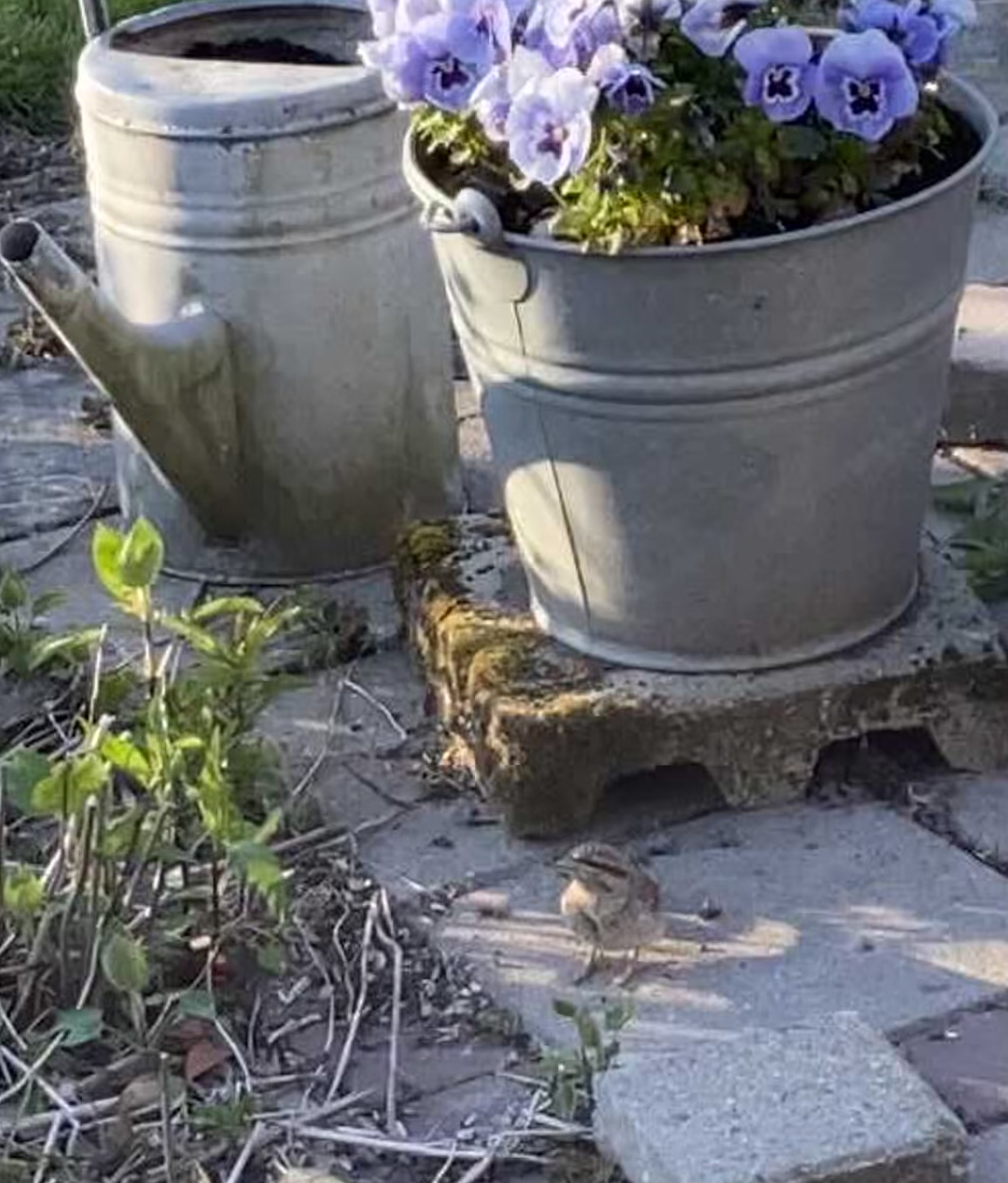 Wat is dit nou voor vogel?