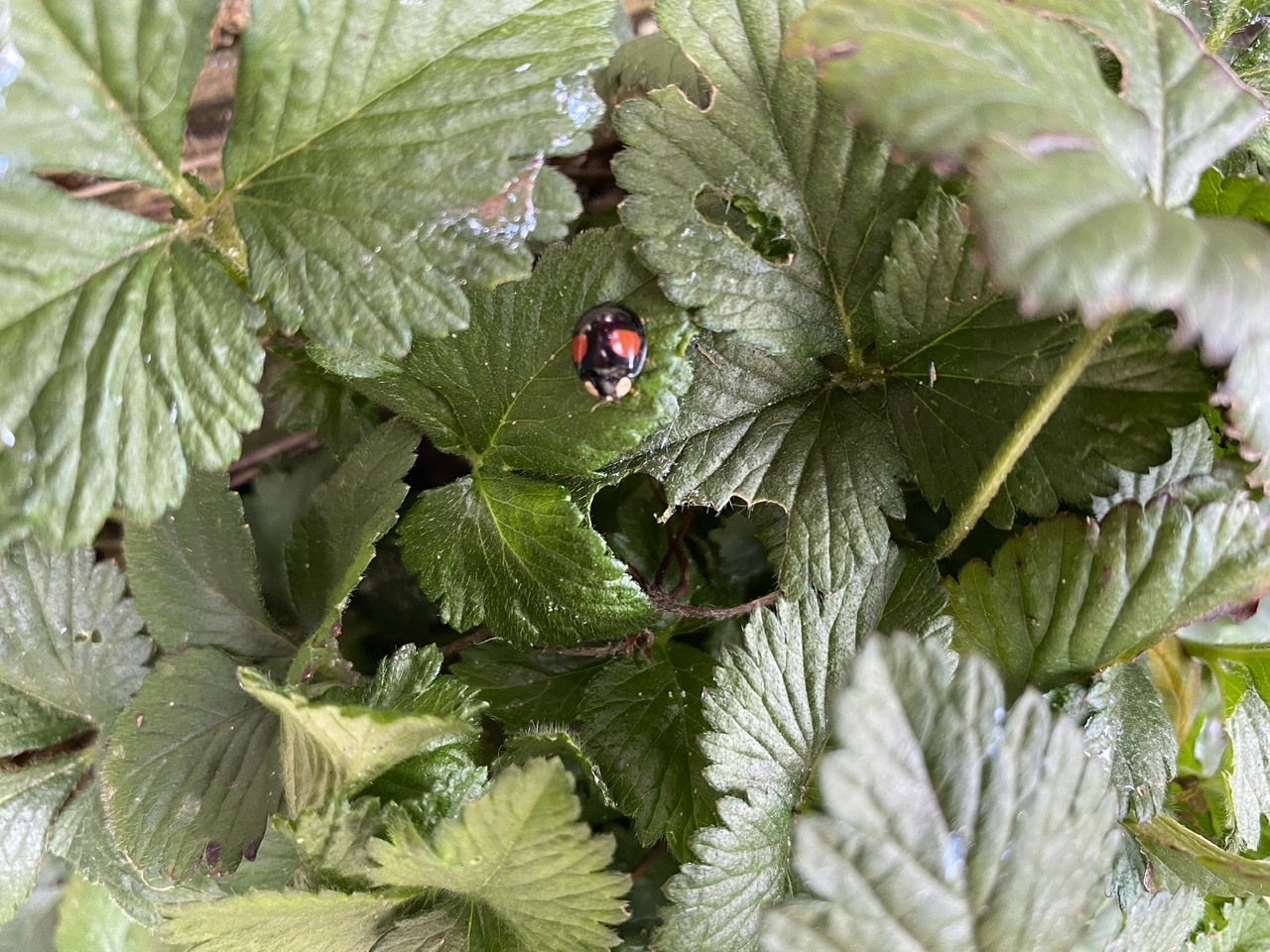 Zwart lieveheersbeestje