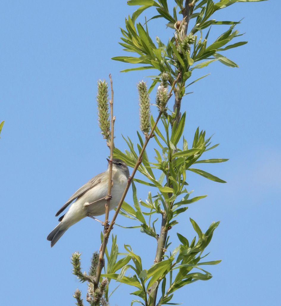 welke vogel is dit ?
