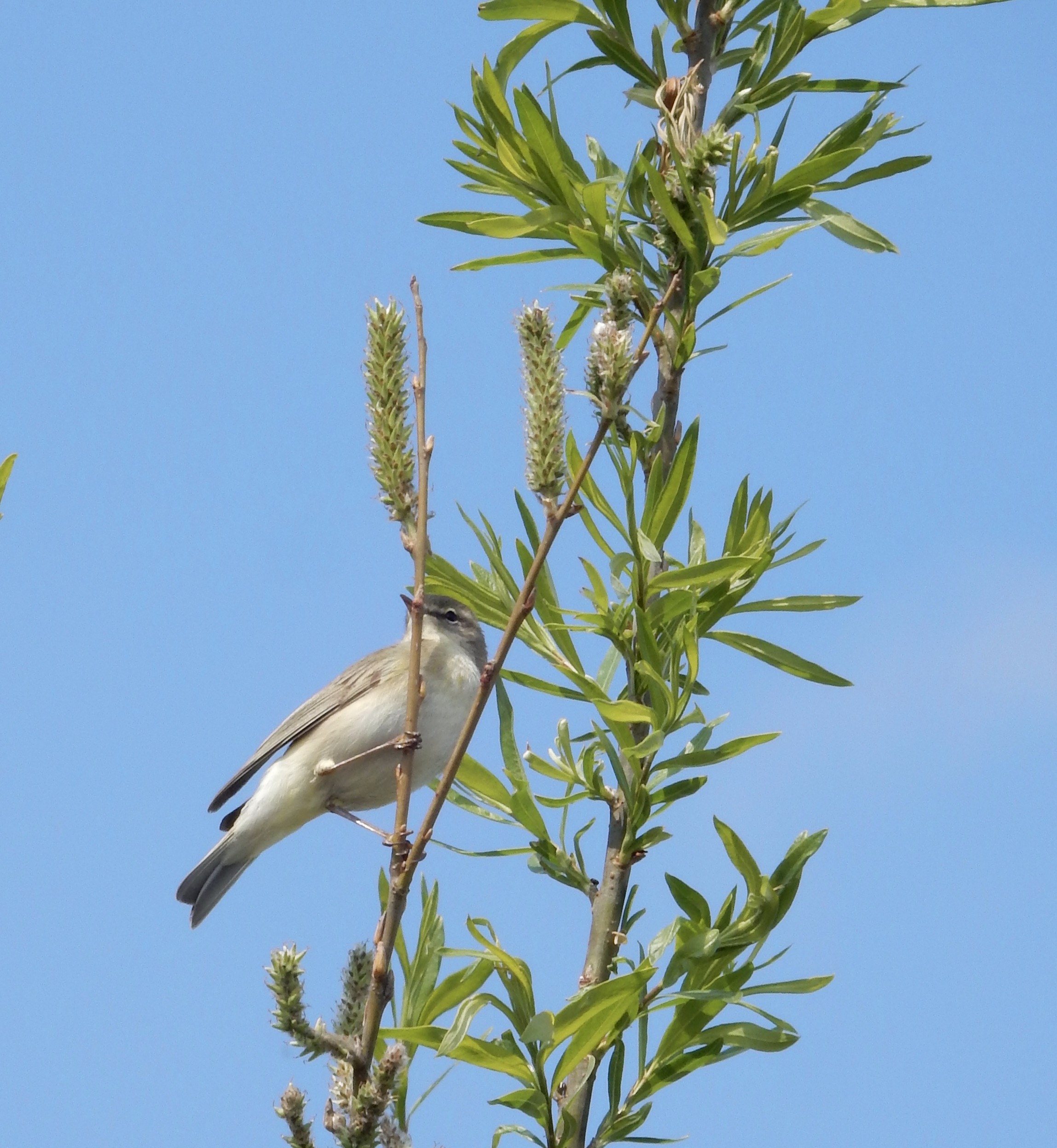 welke vogel is dit ?