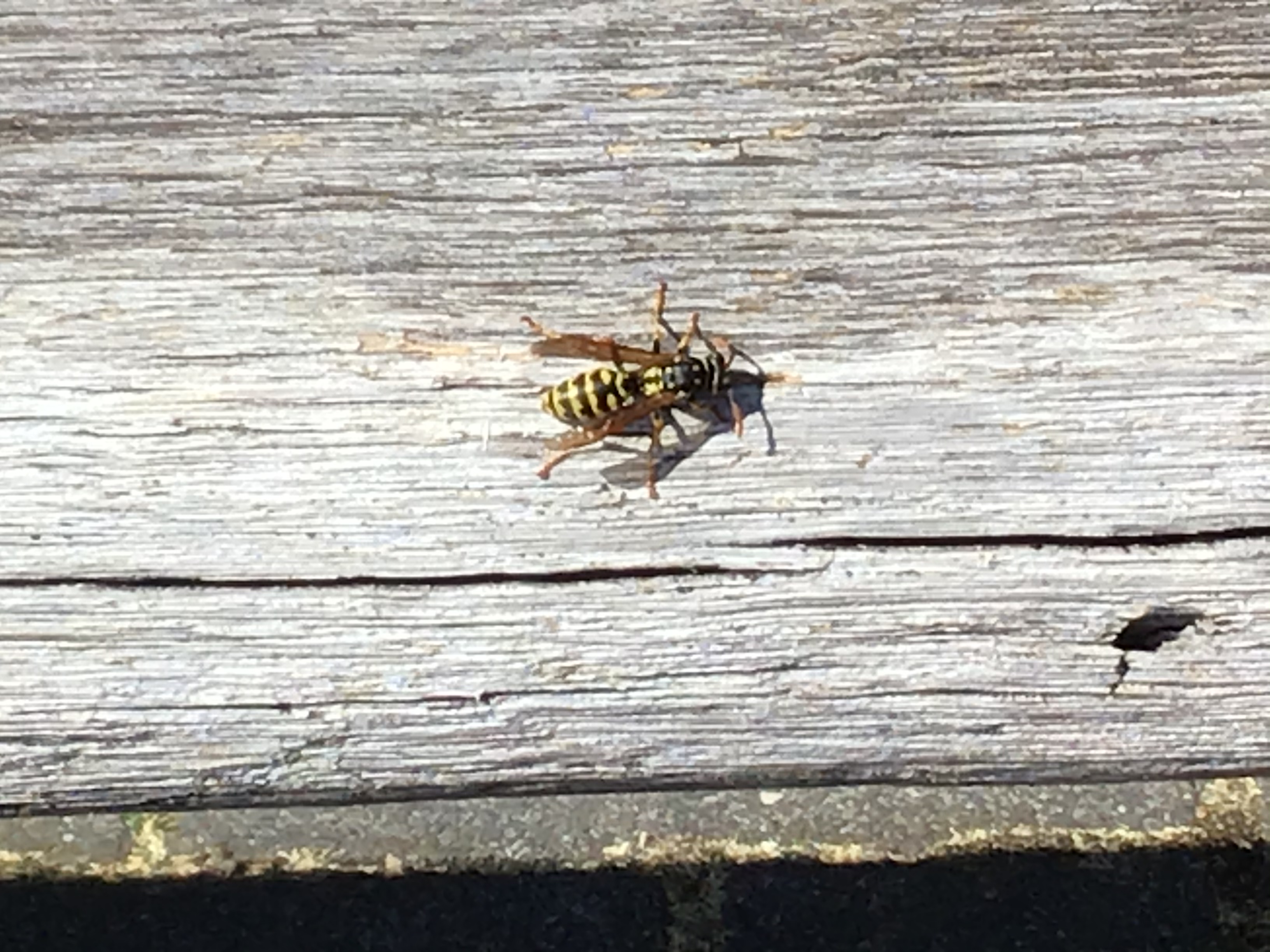 Is dit een franse veldwesp?