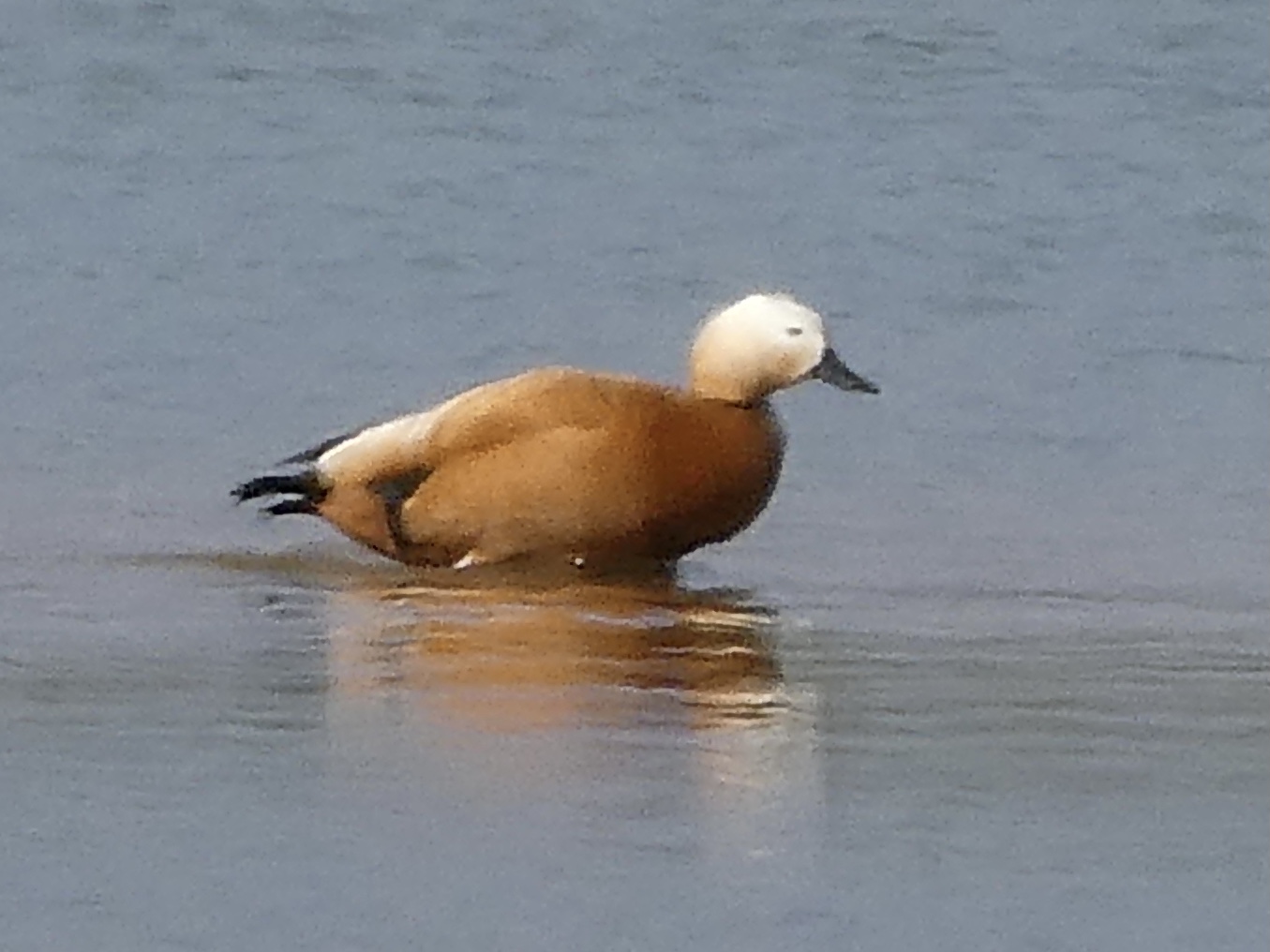 Wat voor eend is dit?