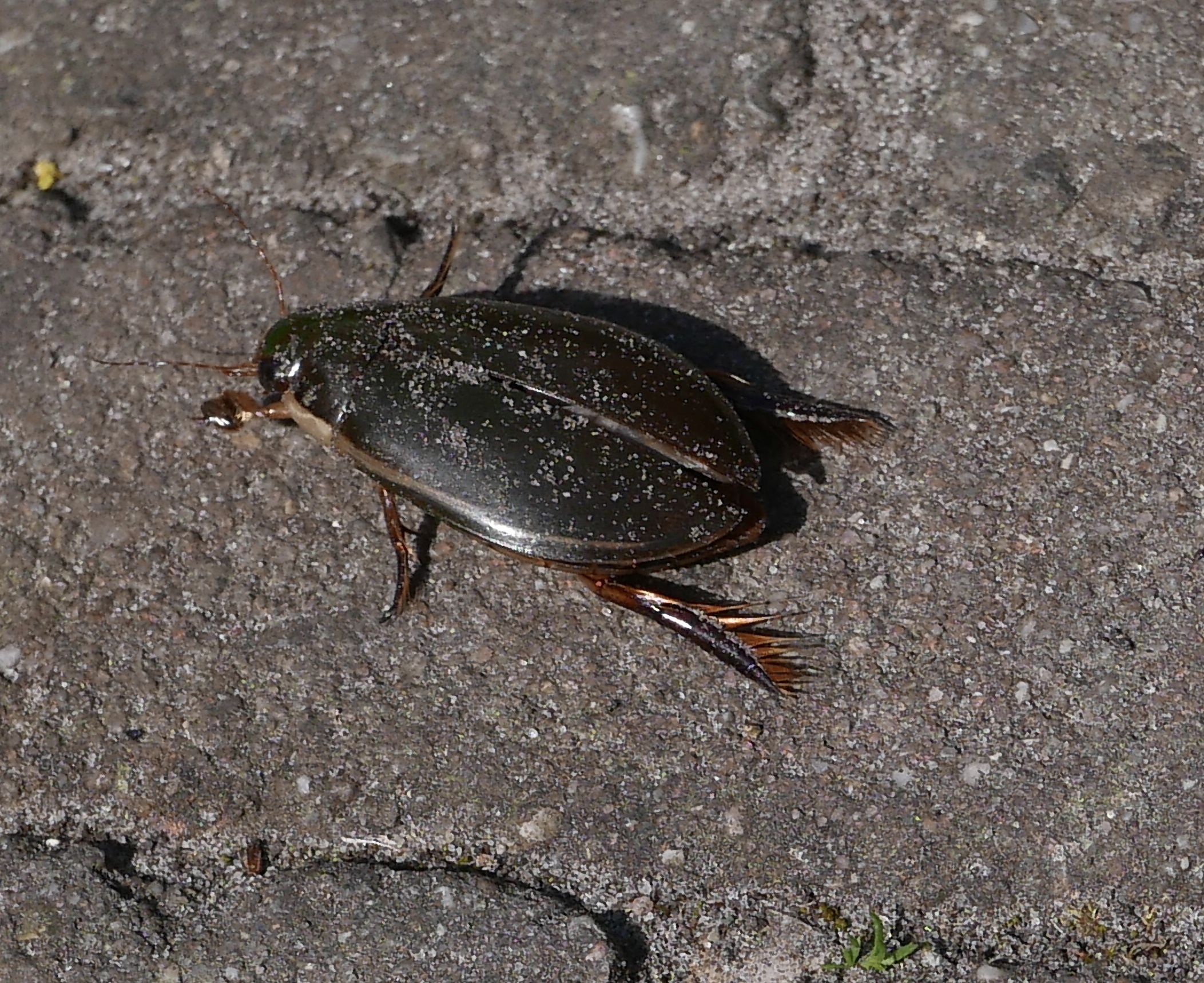 wat is dit voor soort kever? Heb ik nog nooit gezien