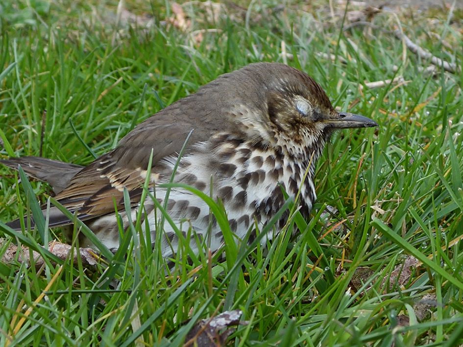 Is dit een (overleden) gewone lijster ??